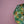 Lemon Umbrella – UPF50+ 